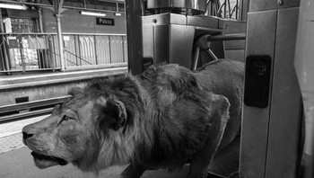 Dia membayangkan para hewan berada di stasiun MRT di Paris, menunggu kereta seperti manusia.  Foto: Thomas Subtil