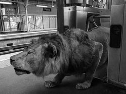 Kocak! Aksi Hewan Ketika Tidak Dilihat Manusia