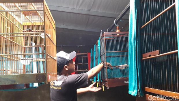 Sekolah burung kicauan di Boyolali.