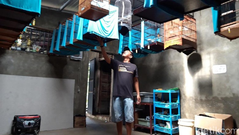 Mengintip Sekolah Burung di Boyolali Mengintip Sekolah Burung di Boyolali