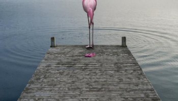 Burung flamingo melepaskan pakaian saat hendak berenang. Foto: Thomas Subtil