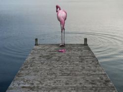 Kocak! Aksi Hewan Ketika Tidak Dilihat Manusia