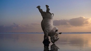 Badak berdiri dengan satu kaki. Foto: Thomas Subtil