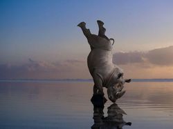 Kocak! Aksi Hewan Ketika Tidak Dilihat Manusia