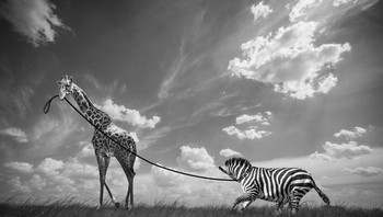 Selain membuat foto di alam liar, Subtil membuat karya lain. Foto: Thomas Subtil