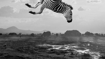 Zebra terbang dengan balon. Foto: Thomas Subtil