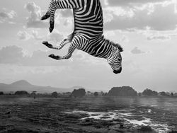 Kocak! Aksi Hewan Ketika Tidak Dilihat Manusia