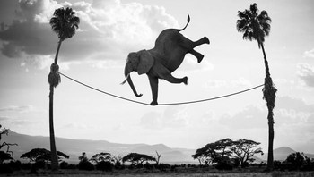 Dari sana kemudian Subtil membuat karya yang menggambarkan dunia hewan diliat dengan cara berbeda. Foto: Thomas Subtil