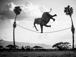 Kocak! Aksi Hewan Ketika Tidak Dilihat Manusia