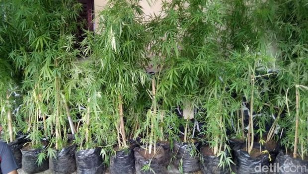 Polresta Yogya Ringkus Pengedar dan Penanam Ganja 1,5 Hektare