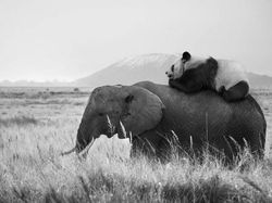 Kocak! Aksi Hewan Ketika Tidak Dilihat Manusia