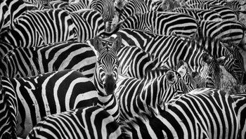 Bisa menemukan kepala zebra? Foto: Thomas Subtil