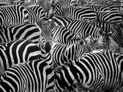 Kocak! Aksi Hewan Ketika Tidak Dilihat Manusia