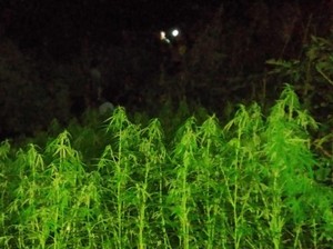 Jejak Hitam Sarwin Petani Ganja 1,5 Hektare di Purwakarta
