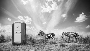Zebra mengantre di toilet. Foto: Thomas Subtil