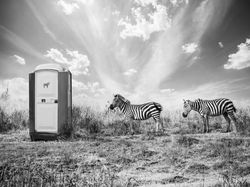 Kocak! Aksi Hewan Ketika Tidak Dilihat Manusia