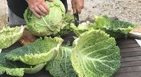 Pasangan Ini Berhasil Tanam Kol Sebesar Manusia di Kebun Mereka