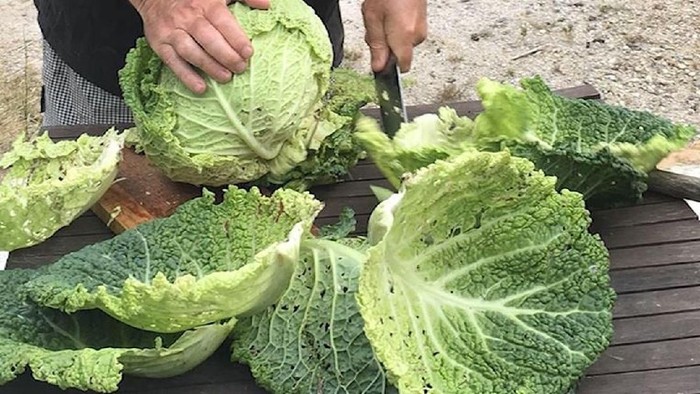Sayur Kol