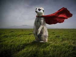 Kocak! Aksi Hewan Ketika Tidak Dilihat Manusia