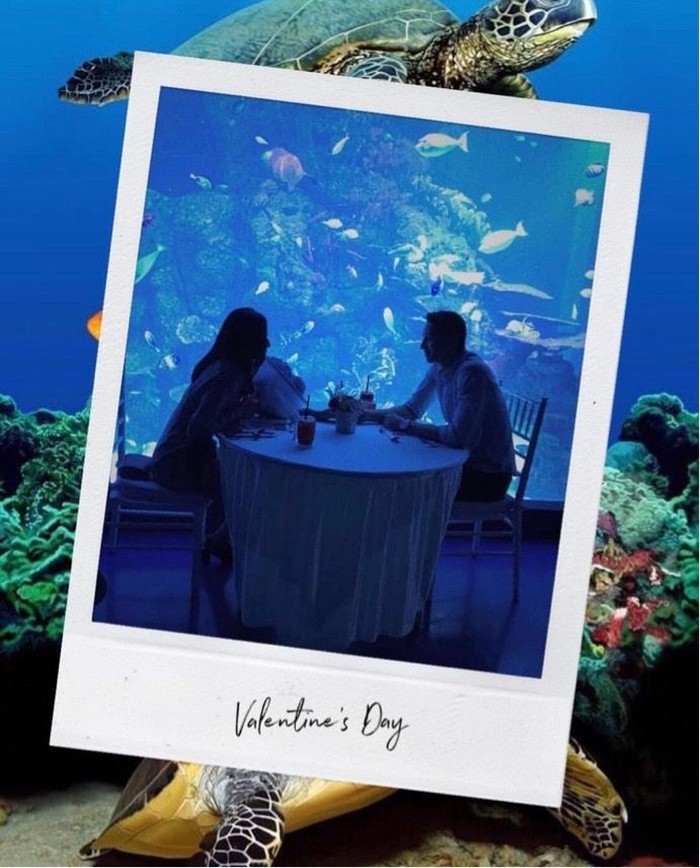 Ajak Pasangan Dinner Ditemani 600 Biota Laut di Hari Valentine