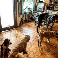 Uniknya, hampir semua hewan yang ia pelihara diberi nama sesuai karakter-karakter cerita fantasi The Lord of the Rings. Ada kambing bernama Gandalkf, dua kucing bernama Boromir dan Faramir, serta keledai yang ia beri nama Bilbo Baggins. Foto: Instagram/@adrirachelle