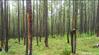 Lahan itu dikeliling pohon-pohon yang rimbun. Hutan tersebut terletak di Aceh Tengah. Luas lahan tersebut mencapai 120 ribu hektare. (Ist)