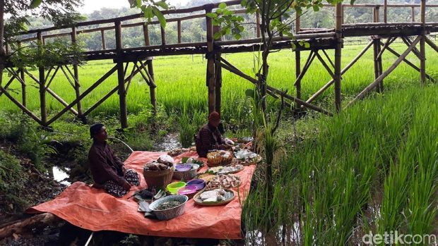Warga Bantul Gelar Wiwitan, Tanda Syukur Saat Panen Raya