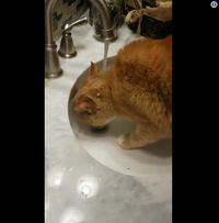 Gemasnya! Kucing-kucing Ini Punya Gaya Minum Tak Biasa