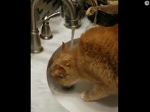 Video: Jangan Beri Minum Anabul dengan Air Mentah, Ini Risikonya!