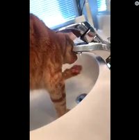 Gemasnya! Kucing-kucing Ini Punya Gaya Minum Tak Biasa