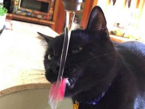 Video KuTips: 7 Trik Biar Kucing Kesayanganmu Banyak Minum