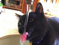 Video KuTips: 7 Trik Biar Kucing Kesayanganmu Banyak Minum