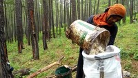 Tampak buruh perkebunan sedang menggarap hutan itu. (Ist)