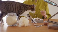 Ide tersebut muncul karena dirinya yang juga pecinta kucing. Dok. Instagram/wakuneco