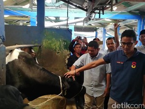 Sandiaga Janji Beri Peternak Sapi Perah Beasiswa ke New Zealand