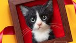 Lucunya Pajangan Kucing Karya Seniman Jepang