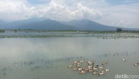 Di musim hujan dengan curah hujan tinggi seperti saat ini, area persawahan di kanan kiri JLA berubah menjadi rawa musiman (Aji Kusuma Admaja/detikTravel)