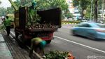 Dinas Kehutanan Pangkas Pohon Rindang untuk Cegah Pohon Tumbang