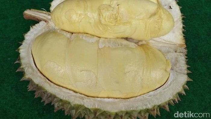 Unduh 95 Gambar Durian Kocak  