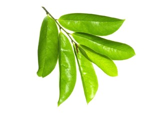 10 Manfaat Daun Sirsak yang Sudah Direbus untuk Kesehatan