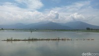 Jika musim penghujan usai maka area rawa musiman ini akan kembali menjadi sawah. Masyarakat setempat memanfaatkan area sawah yang tergenang untuk menggembala bebek (Aji Kusuma Admaja/detikTravel)