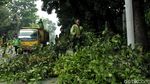 Dinas Kehutanan Pangkas Pohon Rindang untuk Cegah Pohon Tumbang