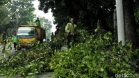 Batang dan ranting pohon di sepanjang Jalan Medan Merdeka Barat itu dipangkas agar tidak mengganggu penerangan jalan.