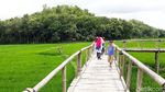 Foto: Sawah yang Instagrammable di Bantul