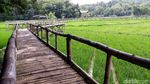Foto: Sawah yang Instagrammable di Bantul
