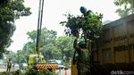 Dinas Kehutanan Pangkas Pohon Rindang untuk Cegah Pohon Tumbang