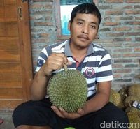 Legit Pahit Durian Deprok Khas Salaman Magelang yang Berdaging Tebal
