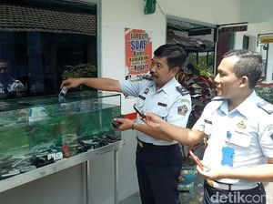 HP Hasil Razia Napi Lapas Banyuwangi Ditenggelamkan di Aquarium