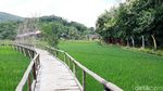 Foto: Sawah yang Instagrammable di Bantul