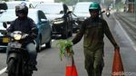 Dinas Kehutanan Pangkas Pohon Rindang untuk Cegah Pohon Tumbang